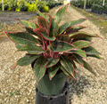 8" Aglaonema Creta  